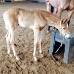 KEIRSYN - Out of SL Absolutely Annie (Owned by Cindy McCloskey)